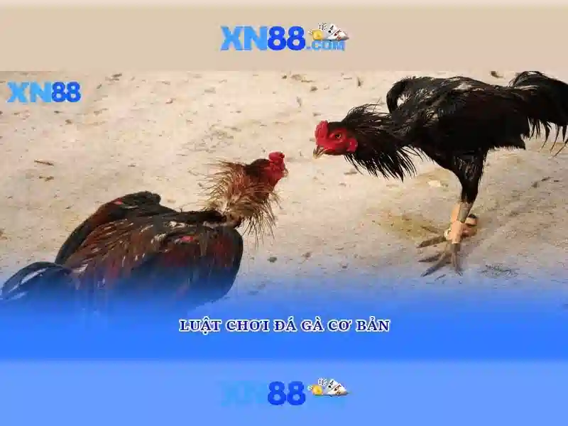 💎nhà cái vando88💎