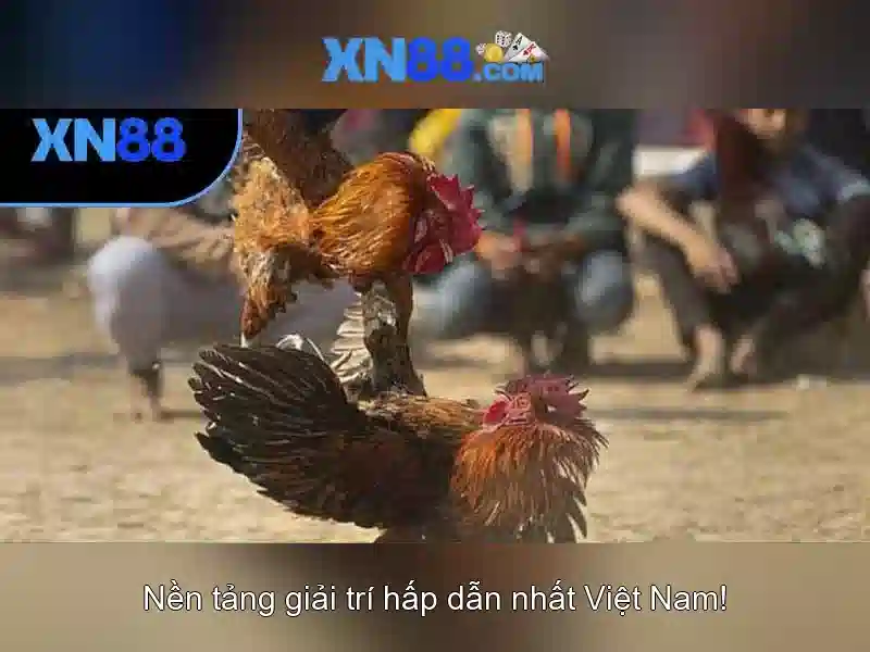 XN88 trực tuyến - XN88