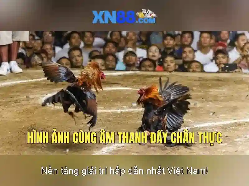 💎ca cuoc the thao dkbl💎