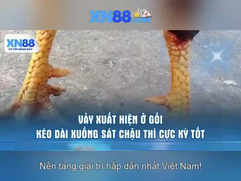 💎kèo+nhà+cái+wtf💎